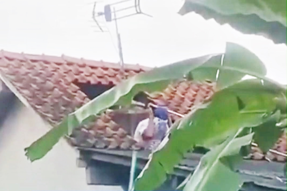 Niat Bersihkan Toren Berujung Maut: Detik-Detik Masinis Cilacap Terjebak 30 Menit dalam Kepungan Ribuan Tawon Vespa