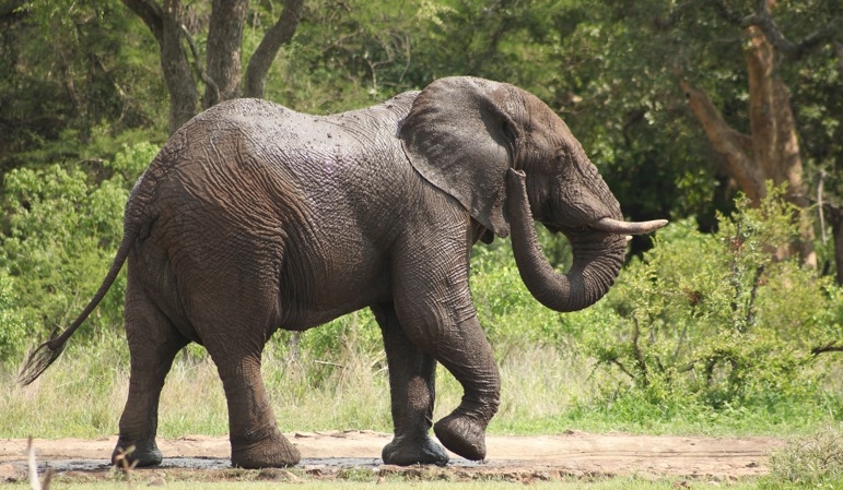 Prabowo Siapkan Inpres Khusus untuk Selamatkan Gajah Sumatra dan Borneo yang Terancam Punah
