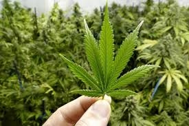 Niat Edarkan Ganja 10 Kg, Dua Pria Langsung Diciduk Polisi di Grogol