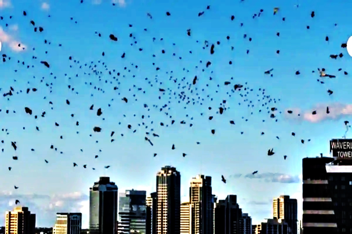 Mencekam! Ribuan Gagak Hitam 'Kepung' Langit Tel Aviv, Pertanda Apa?