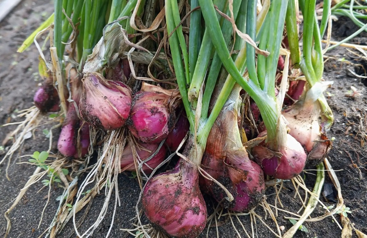 Pupuk Silika Terbukti Tingkatkan Produktivitas Bawang Merah, Ini Hasil Penelitian BRIN