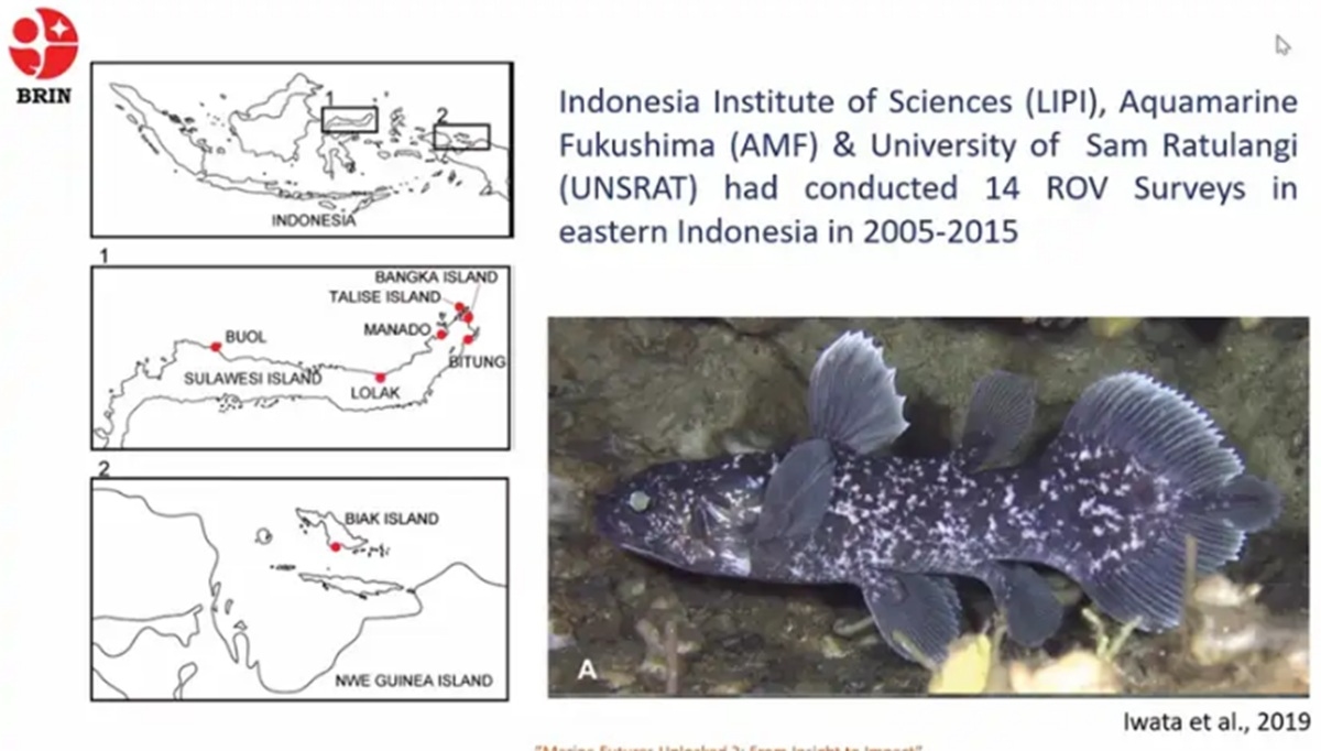 Sebanyak 18 Ikan Purba Coelacanth Ditemukan di Pulau Talise, Indonesia Bidik Status Situs Warisan Dunia UNESCO