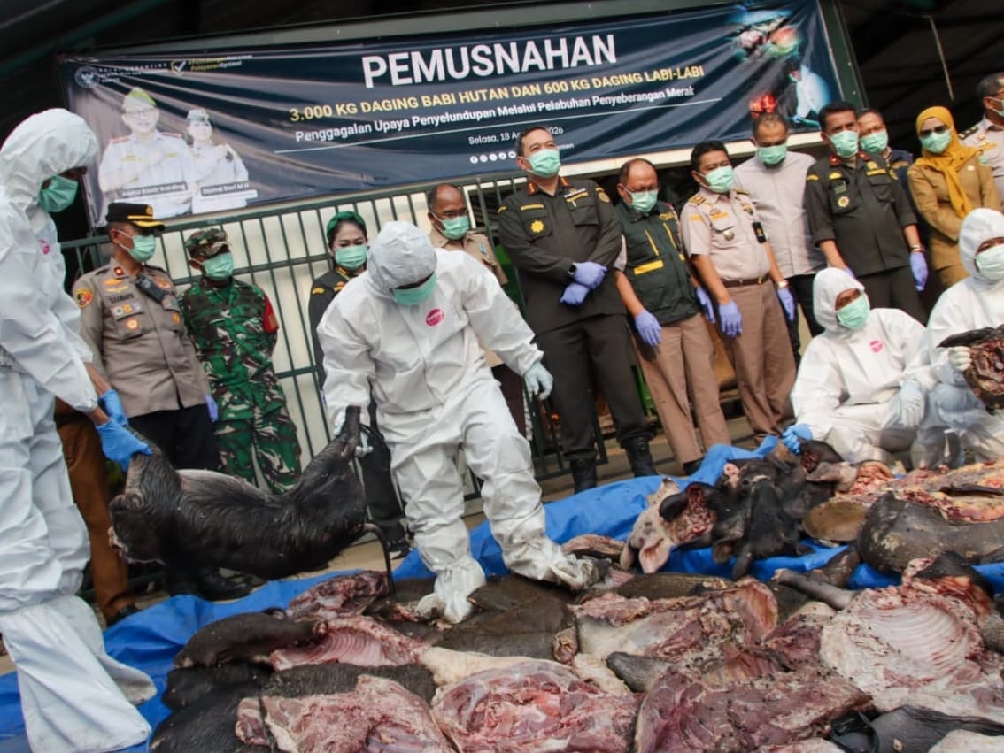 3,6 Ton Daging Tanpa Dokumen Gagal Lewat Merak, Karantina Ungkap Risiko Penyakit