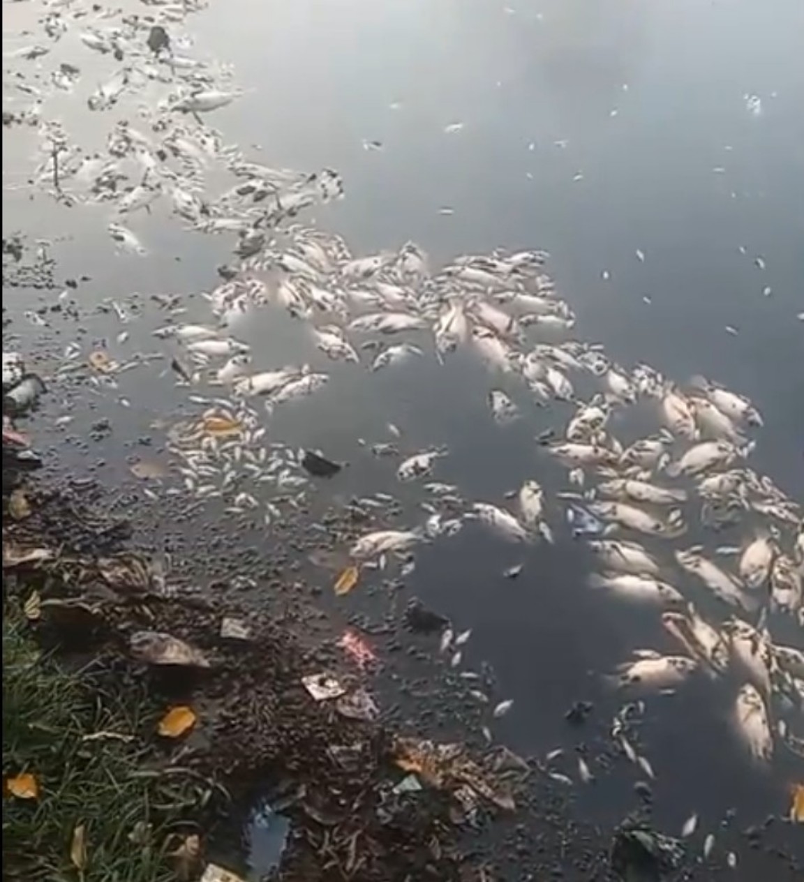 Ribuan Ikan di Situ Cangkring Tangerang Mati, DLH Turun Tangan dan Imbau Warga Tak Mengonsumsinya