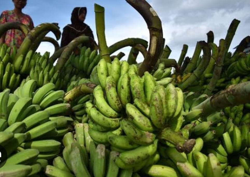Dengan Modal Minim, Budidaya Pisang Bisa Hasilkan Cuan Puluhan Juta