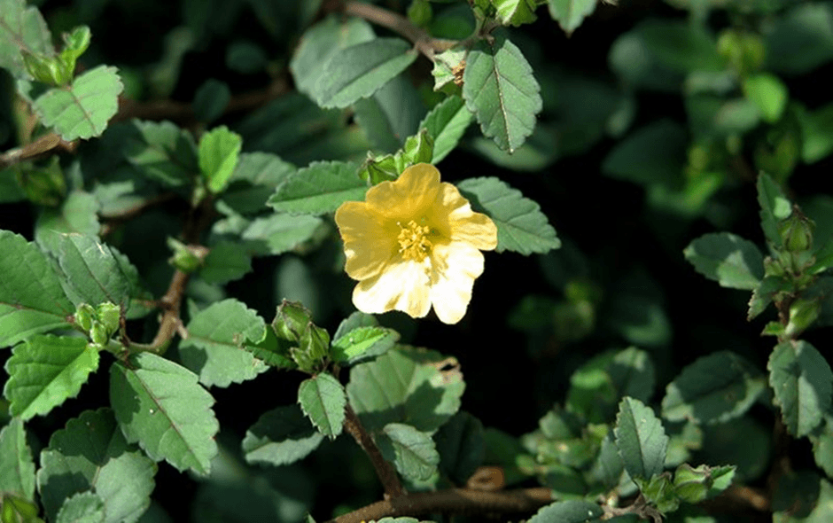 Ternyata Bukan Hal Gaib, Ini Penjelasan Pakar Ilmiah Soal Daun Tidak Bergerak Saat Salat Id Idul Fitri