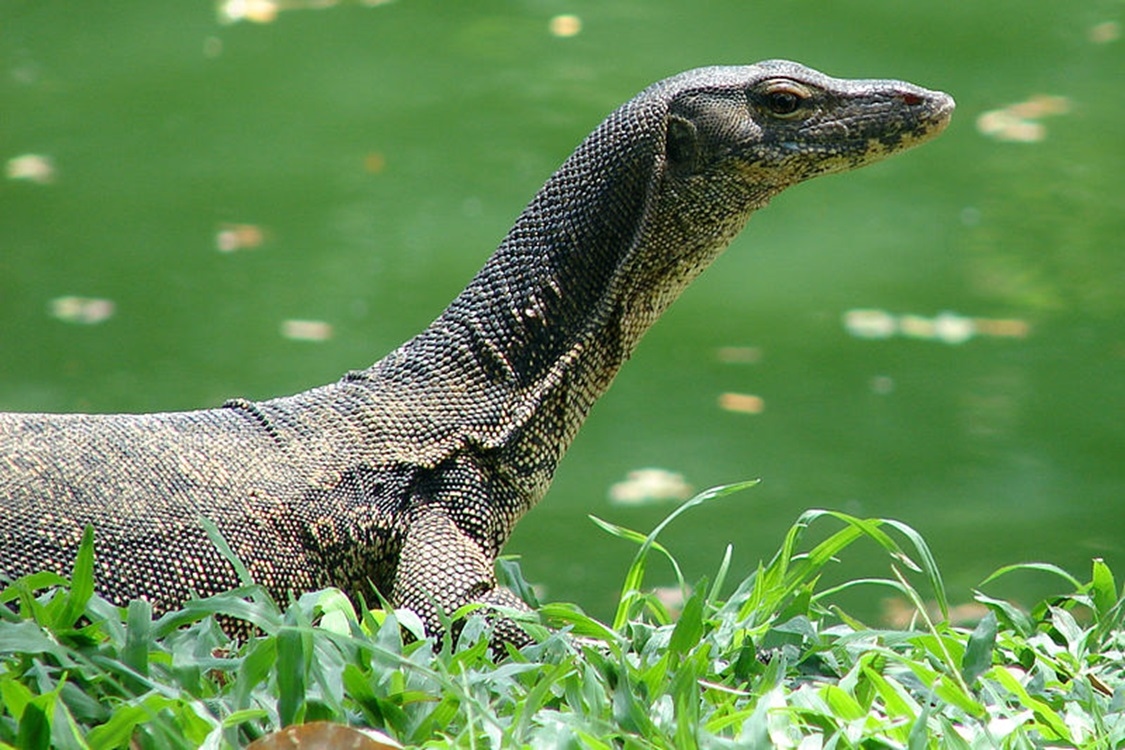 STOP! Jangan Makan Daging Biawak, Karena Bisa berakibat Kista Dan Kerusakan Pada Usus