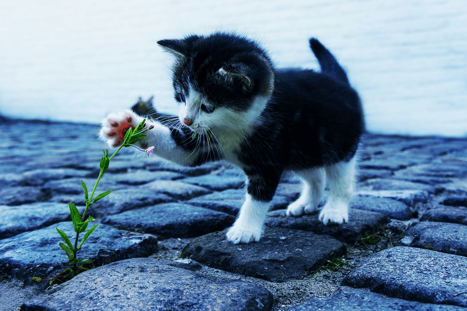 INSPIRASI Untuk Penggemar Kucing, Ada 20 ide Nama Kucing Yang Bagus berikut Artinya