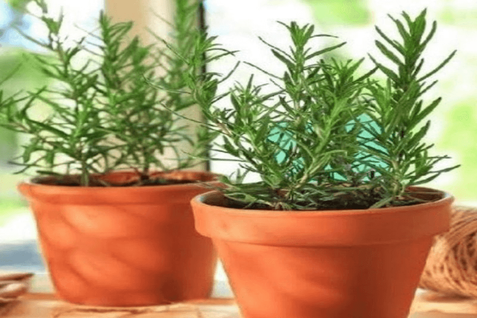 Bukan Daun Mint, Ini 7 Tanaman Pengusir Nyamuk Yang Dapat Ditanam Dirumah, Jadi Praktis Tidak Beli Obat Nyamuk