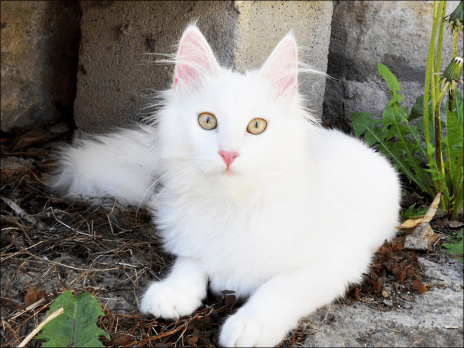 Jangan Terkecoh, Kenali 8 Ciri-ciri Kucing Anggora Asli, Kalau Belum Tahu Jangan Beli Dulu!