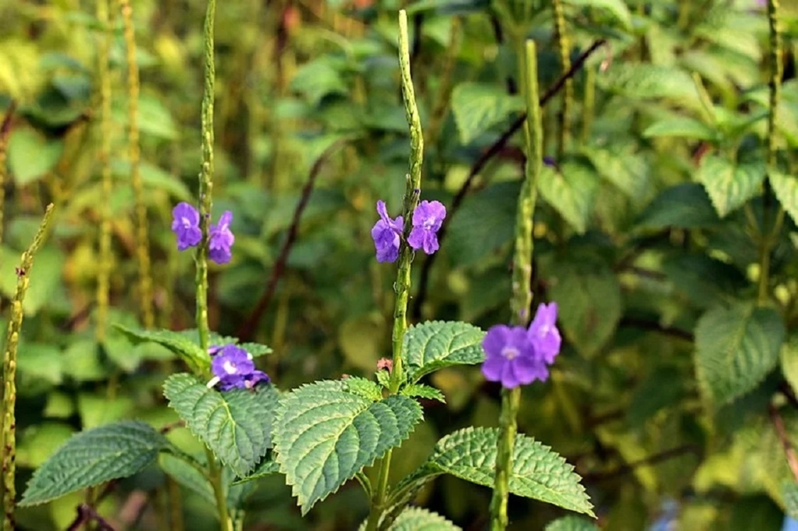 Obat Herbal Paling Mujarab, 12 Manfaat Tanaman Pecut Kuda Mulai Dari Akar, Batang, Daun, Bunga, Hingga Biji