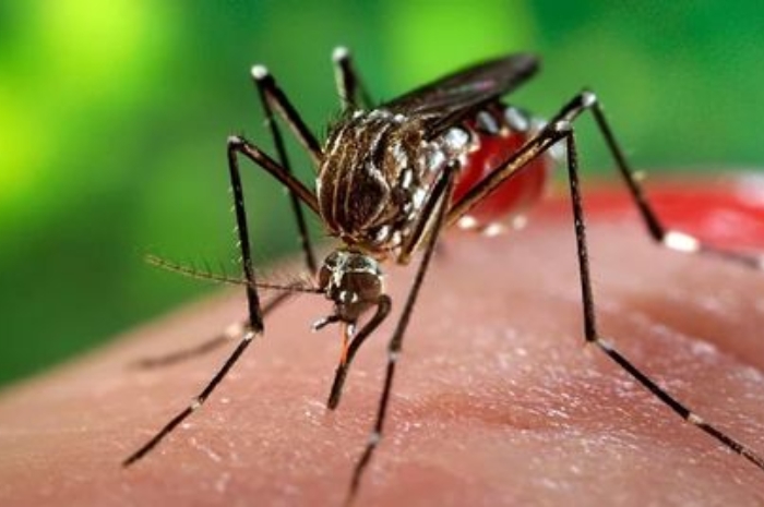 Waspada Penyakit DBD, Kemenkes Ungap Jumlah Kasus Tembus 76 Ribu Selama Tahun 2024