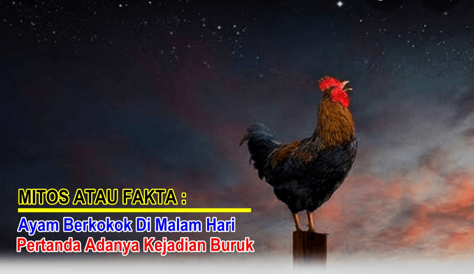 Mitos Atau Fakta: Ayam Berkokok Di Malam Hari, Pertanda Ada Kejadian Yang Buruk