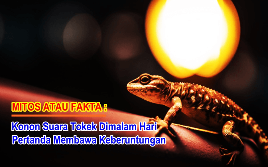 Mitos atau Fakta: Suara Tokek Dimalam Hari, Pertanda Membawa Keberuntungan