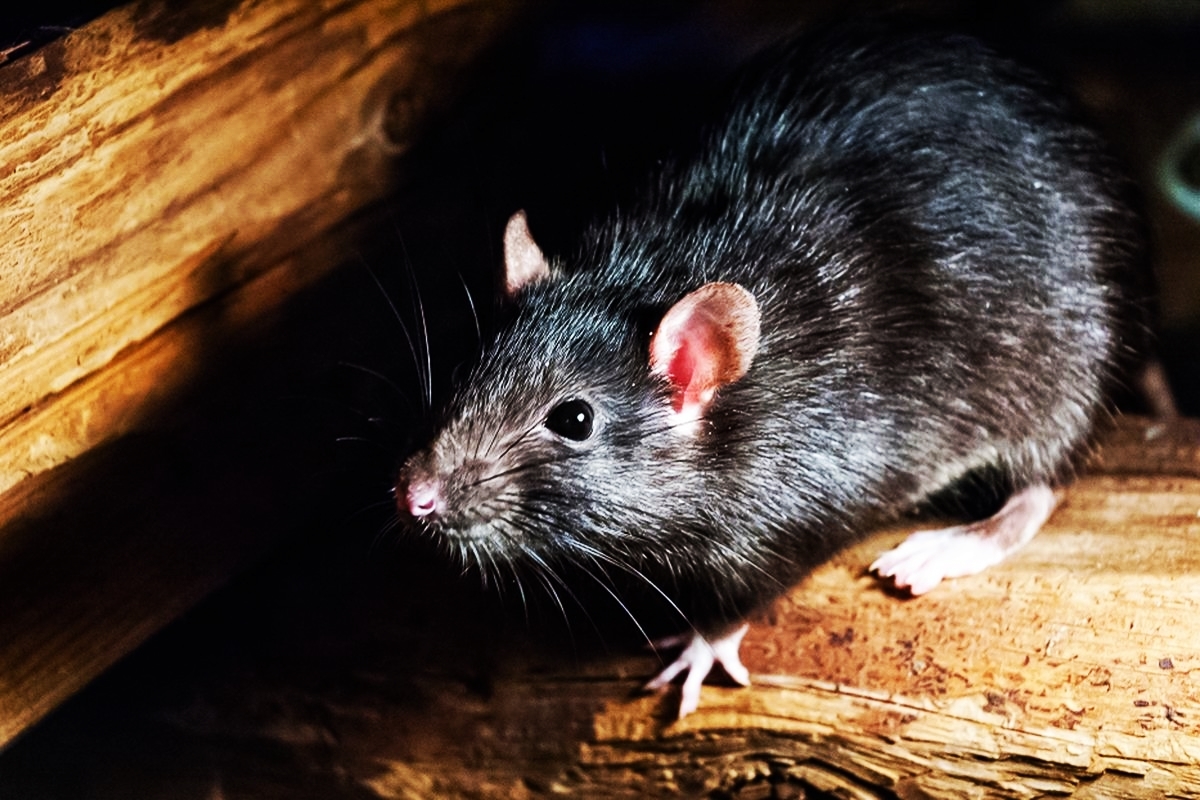 Keberadaannya Sangat Menyebalkan, Ini 3 Aroma Yang Tidak Disukai Tikus dan Kabur Selama-lamanya.