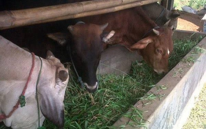 Waspada Jelang Iduladha, Dua Sapi Terindikasi PMK di Tangerang, Pengawasan Diperketat
