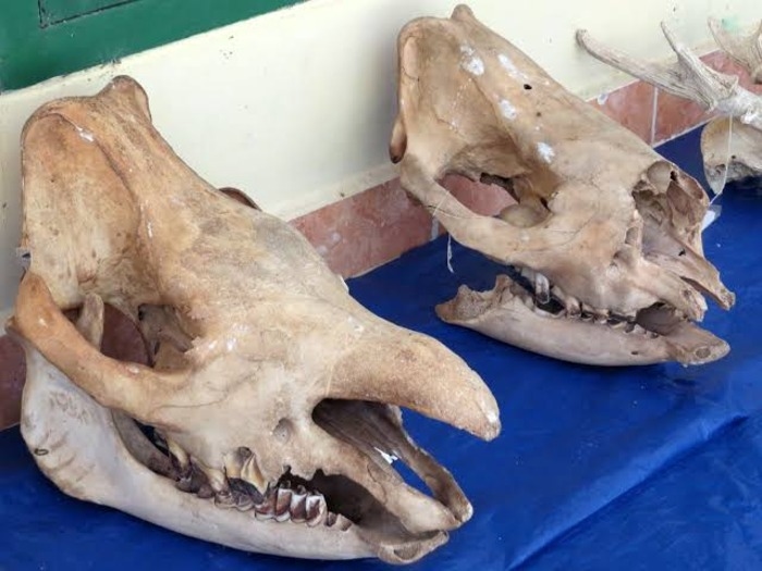 Warisan Langka Badak Jawa dari Ujung Kulon Kini Jadi Koleksi Museum Negeri Banten