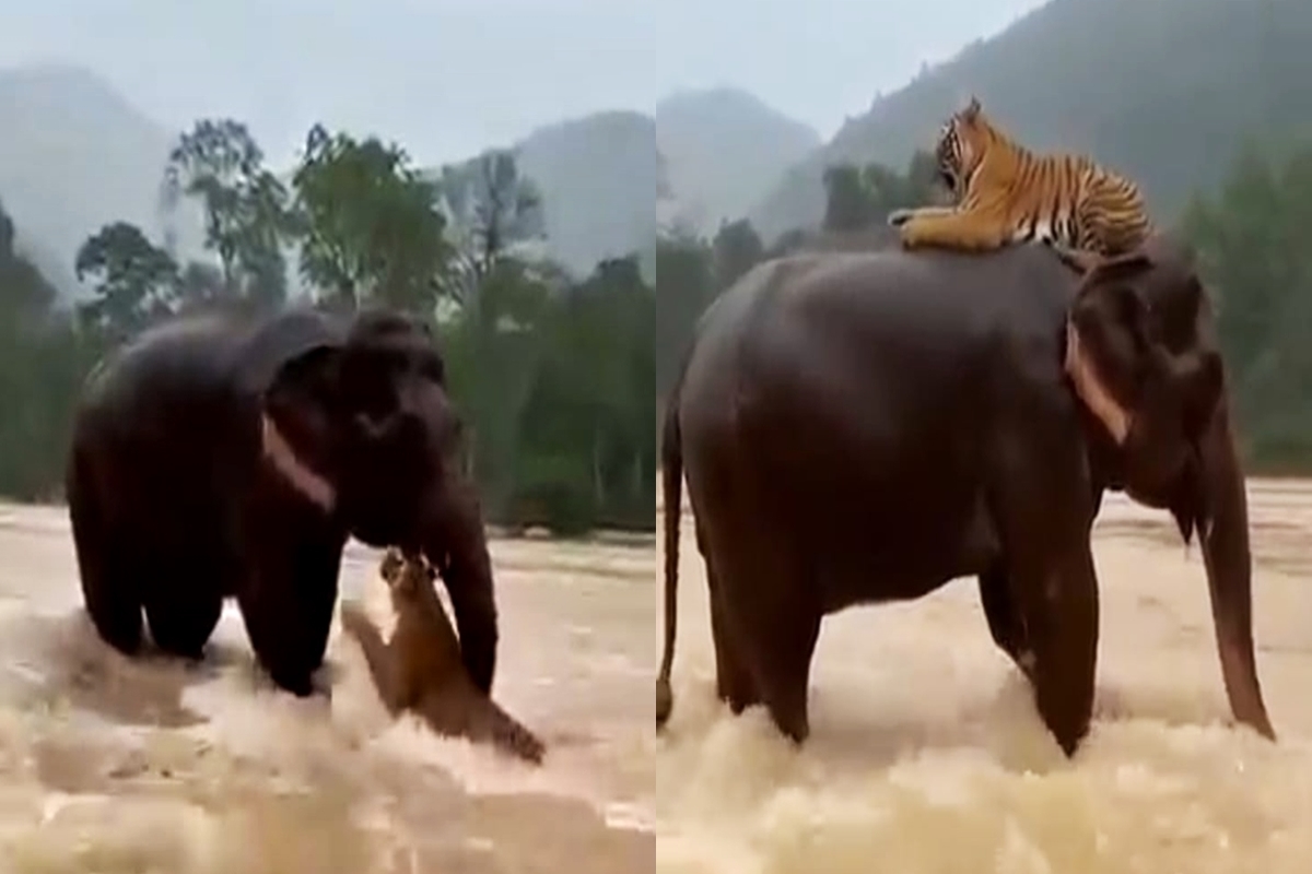 DRAMATIS!  Aksi Heroik Gajah Sumatra Selamatkan Harimau di Tengah Banjir Bandang, Momen Langka yang Mengguncang Media Sosial!