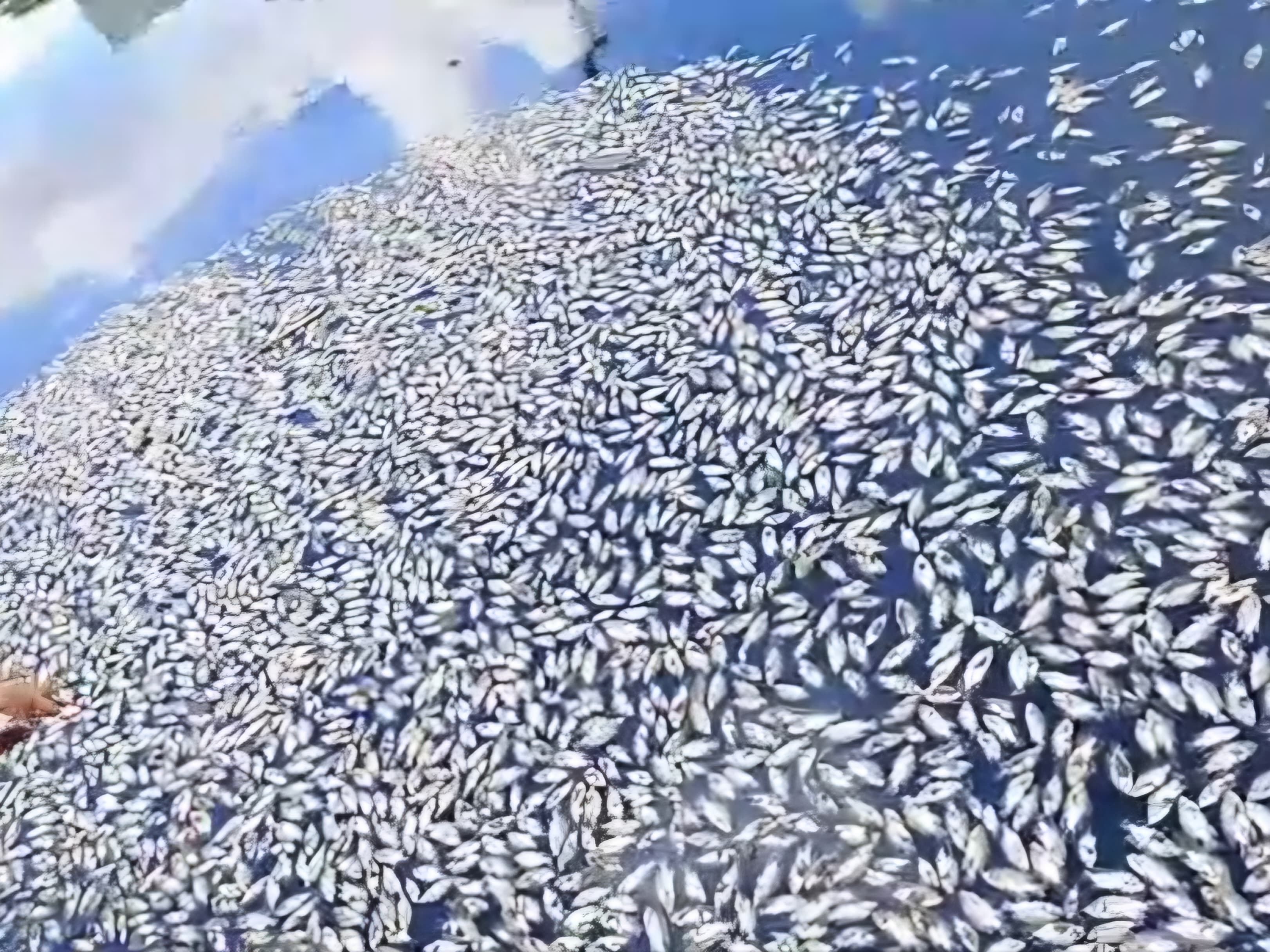 Kematian Massal Ikan di Tandon Sarana Indah Permai Berulang, Warga Desak Penanganan Serius