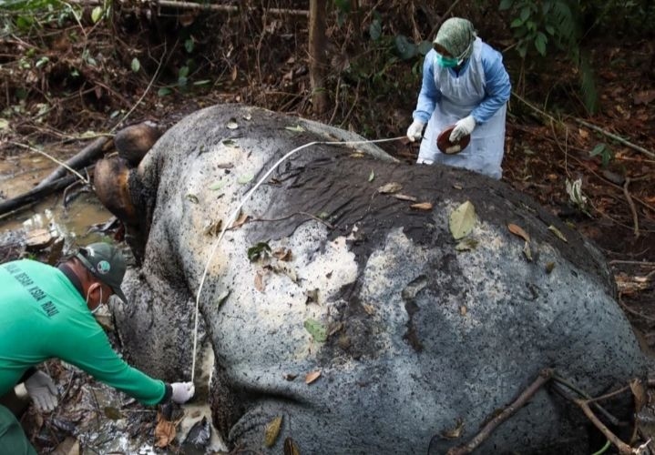 Sadis! Gajah Sumatera Ditemukan Mati di Pelalawan, Kepala Dipenggal untuk Ambil Gading
