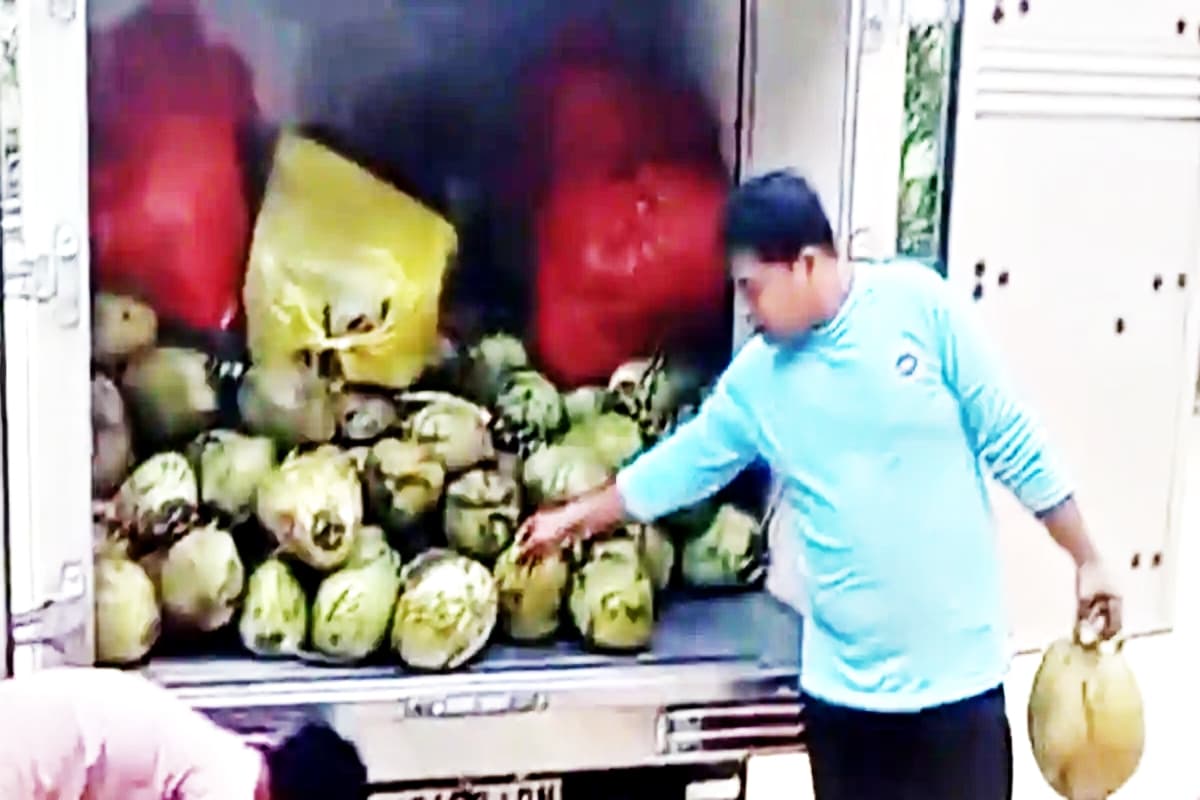 Viral Kelapa Utuh di Menu Makan Siang Gratis Gresik: BGN Bertindak Tegas, 9 Satuan Pelayanan Langsung 'Disuspen'!