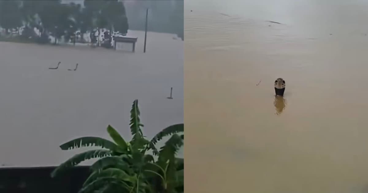 Gigitan Ular Mematikan di Tengah Banjir China, 900 Kobra Masih Berkeliaran Hingga Menewaskan Seorang Wanita