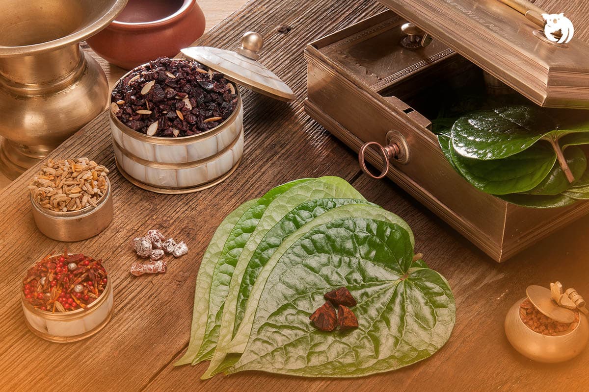 Kenali Jenis SIRIH INDONESIA dan Kegunaannya Bagi Tradisi dan Ritual Budaya