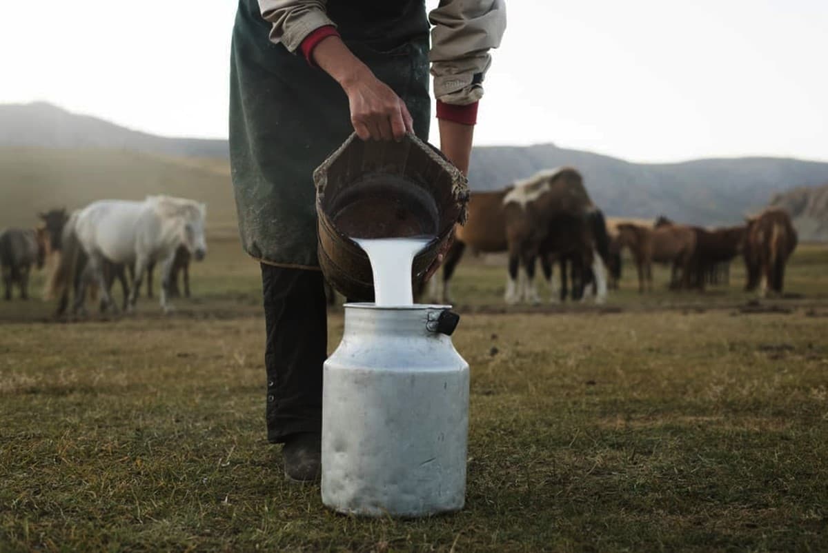 Khasiat Susu Kuda Liar Dipercaya Bangkitkan Kejantanan dan Menjaga Kekebalan Tubuh, Intip Cara Konsumsinya