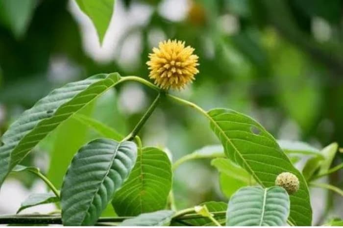 Mengenal Kandungan dan Manfaat Kratom, Tanaman yang Digenjot Jokowi Jadi Komoditas Ekspor