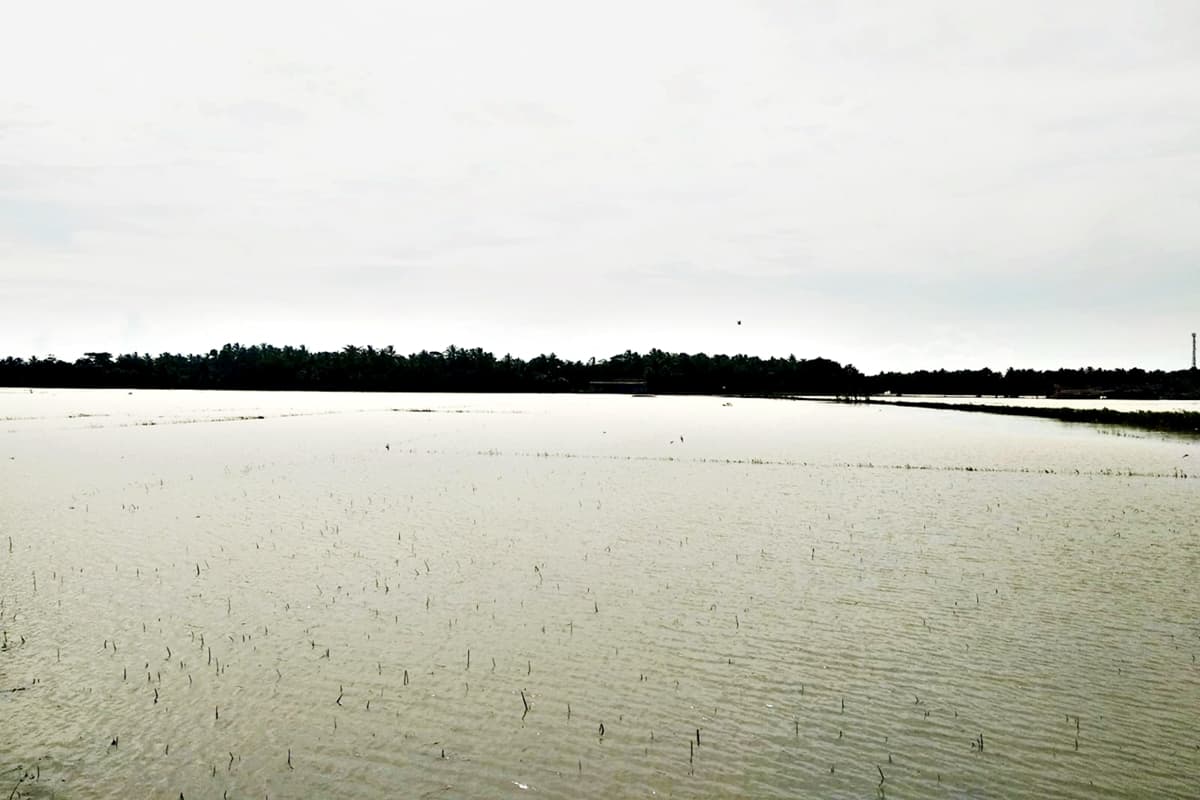 12 Lahan Pertanian di Pandeglang Dilanda Banjir, Rusak Tanaman Padi Jika Seminggu Tidak Surut