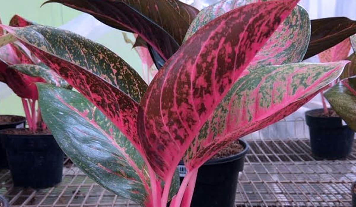 Bukan Hanya Disiram, Ini Trik Rahasia Agar Tanaman Hias Tumbuh Sehat dan Cantik!