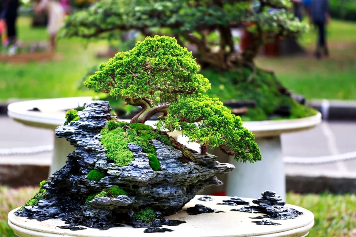 Bukan Sulit, Ini 5 Trik Menanam Bonsai agar Indah dan Sehat