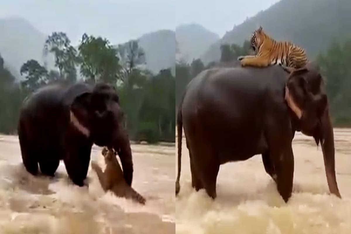 DRAMATIS!  Aksi Heroik Gajah Sumatra Selamatkan Harimau di Tengah Banjir Bandang, Momen Langka yang Mengguncang Media Sosial!