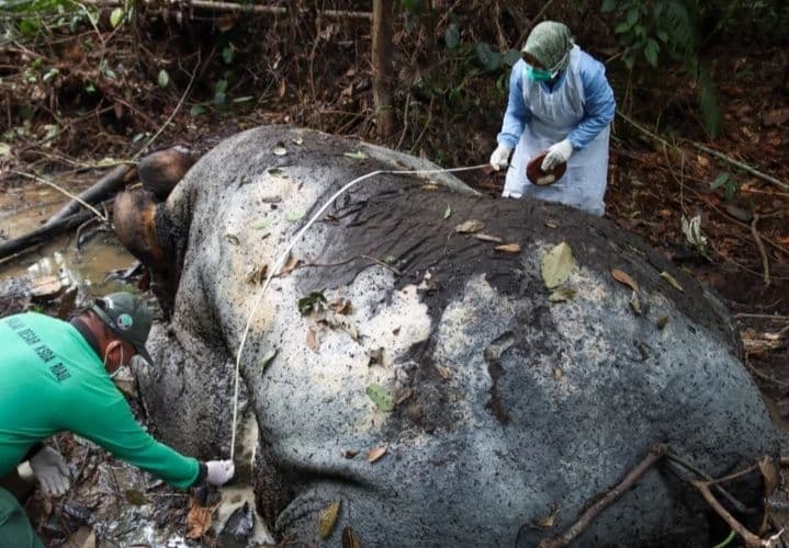 Sadis! Gajah Sumatera Ditemukan Mati di Pelalawan, Kepala Dipenggal untuk Ambil Gading