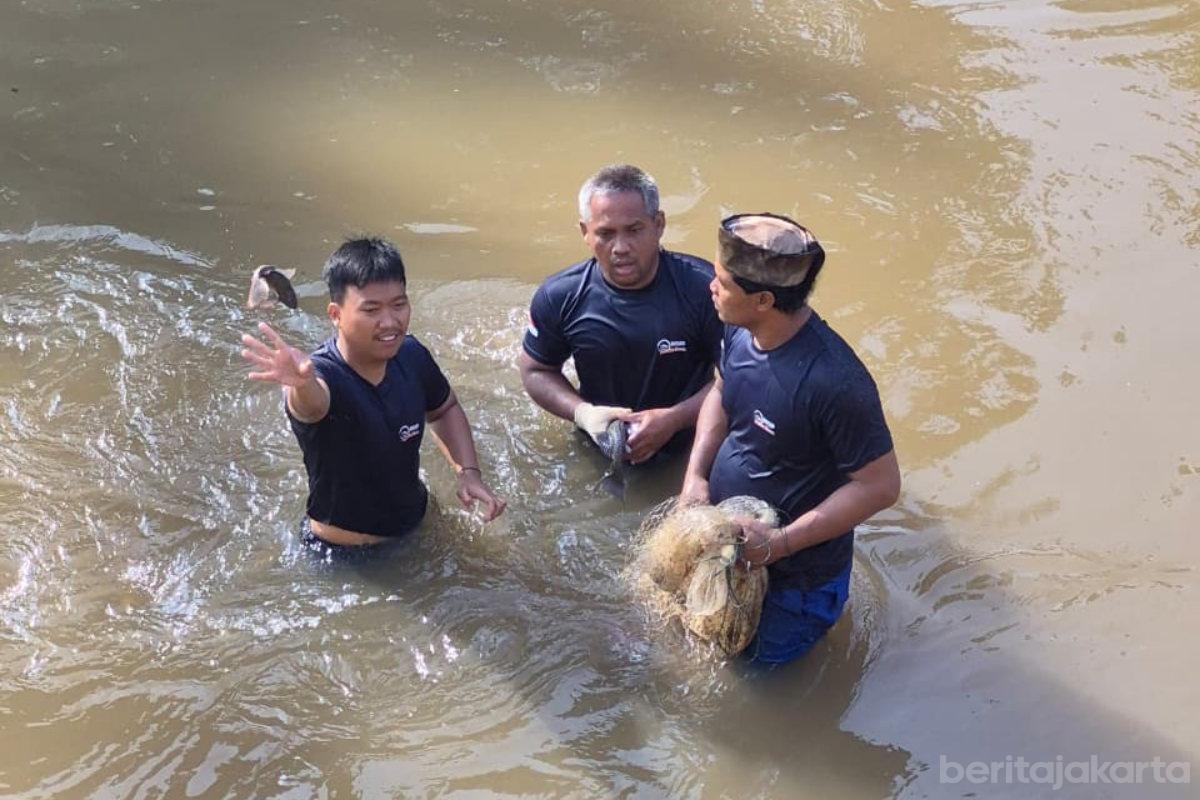 76 Ikan Sapu-Sapu Ditangkap di Kali Angke, Pemkot Jakbar Ungkap Ancaman Seriusnya