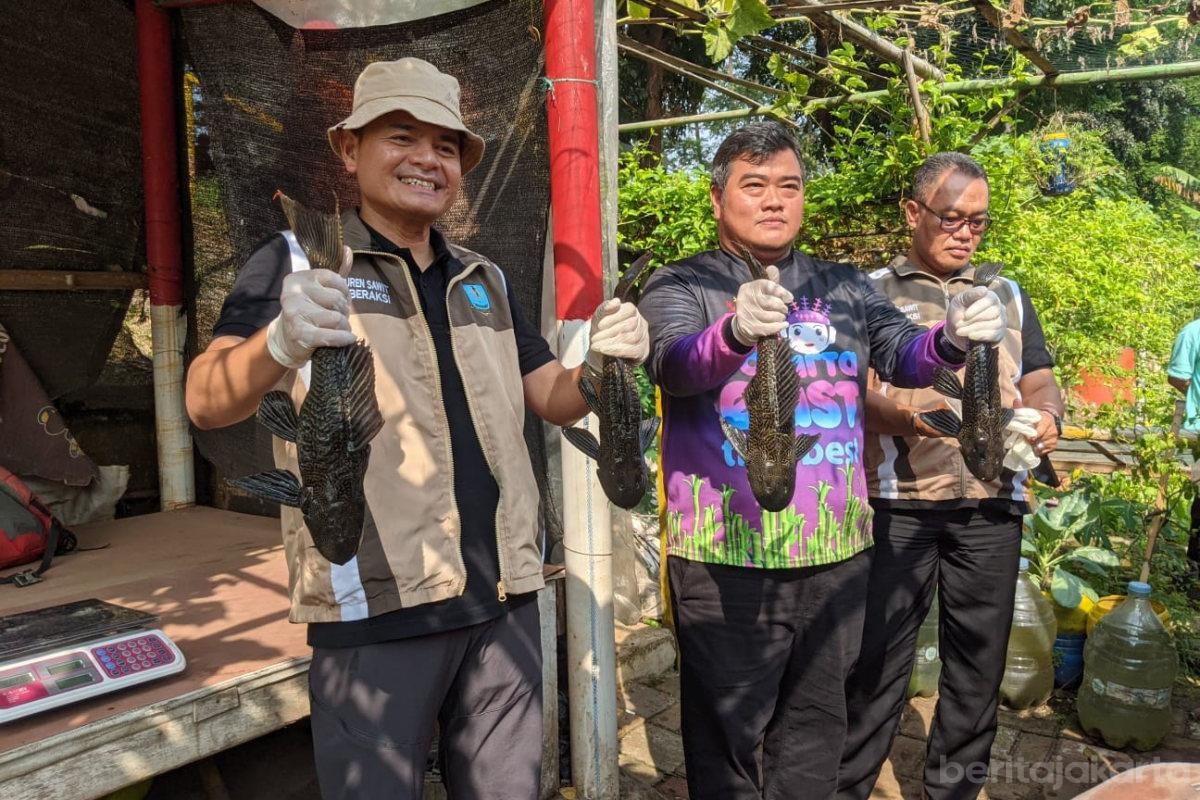 Ikan Sapu-Sapu Menguasai KBT Jakarta Timur? 86 Kg Berhasil Dievakuasi Petugas