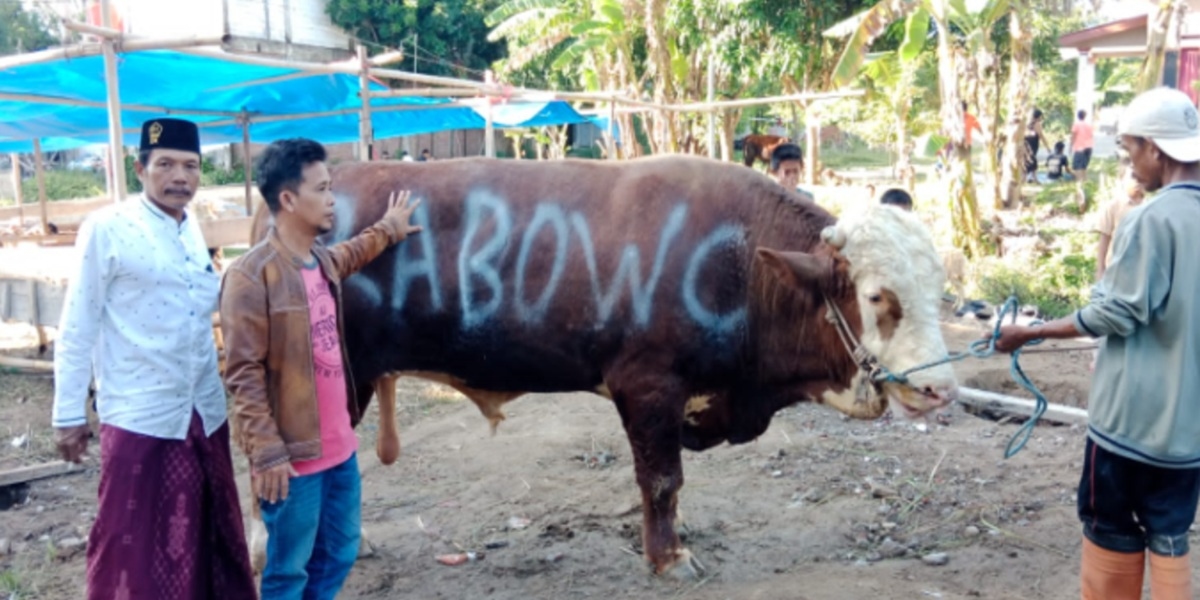 Prabowo Kurban 1.098 Sapi Premium, 46 Daerah Terima Lebih dari Satu, Ini Alasannya