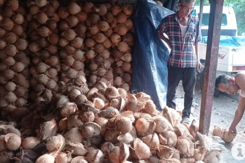 Komoditi Kelapa Masih Menjadi Primadona Ekonomi di Lebak