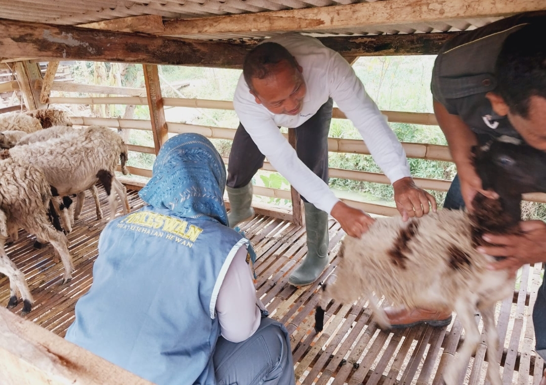 Wabah PMK Mengintai Tangsel, 300 Dosis Vaksin Disiagakan Untuk Hewan Ternak