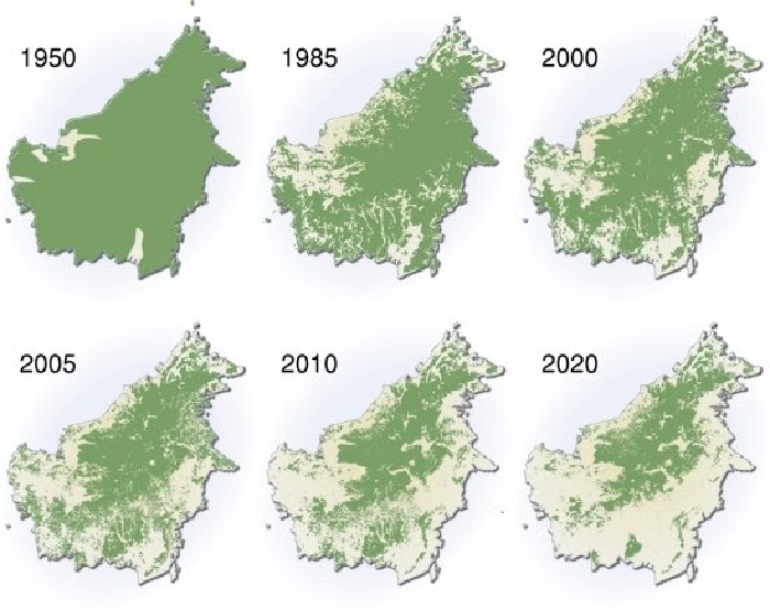 Hutan Kalimantan Semakin Gundul, Industri Sawit dan IKN Jadi Pemicunya! Jadi Topik Hangat Dunia