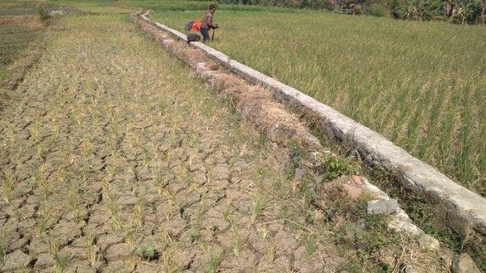 26 Kecamatan Terdampak Kekeringan, Kabupaten Pandeglang Mendekati Status Darurat