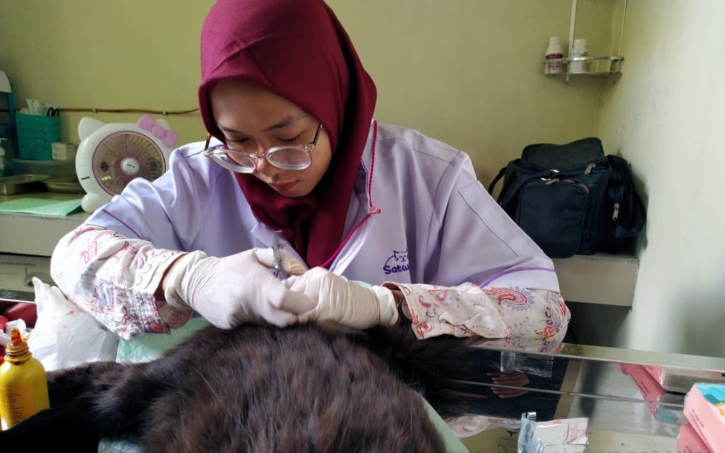 Tips Merawat Kucing Peliharaan agar Tidak Cacingan dan Tetap Sehat