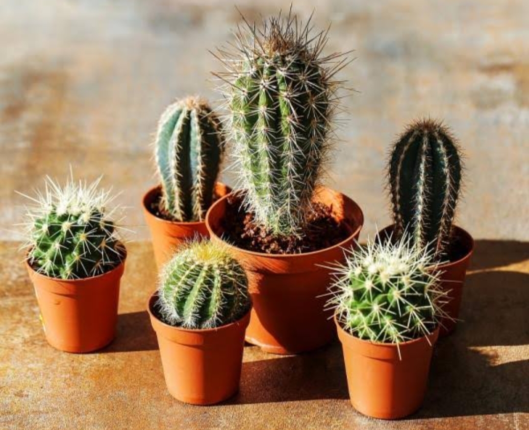 5 Tanaman yang Tidak Boleh Ada di Depan Rumah karena Membawa Energi Negatif