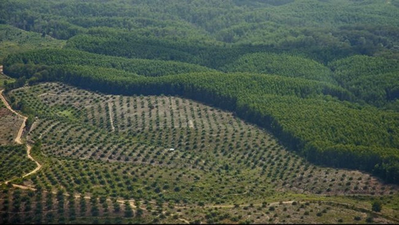 Kejagung Tetapkan PT Duta Palma Group Tersangka Perkebunan Kelapa Sawit