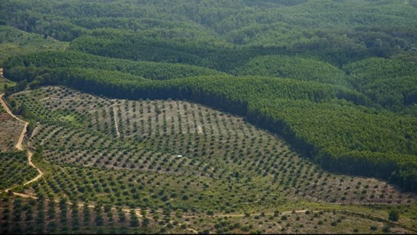 Kejagung Tetapkan PT Duta Palma Group Tersangka Perkebunan Kelapa Sawit