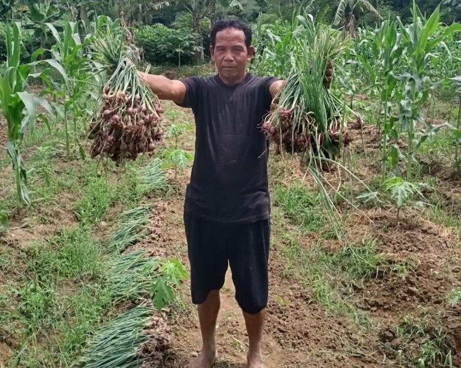 Sukrin Petani Kalanganyar,Coba Coba Budidaya Bawang Merah Hasilnya Memuaskan