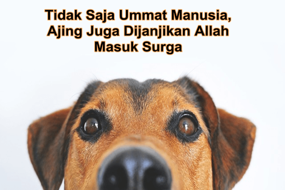 Selain Semut, Ini Daftar 10 Hewan Yang Dijanjikan Allah Masuk Surga, Termasuk Anjing