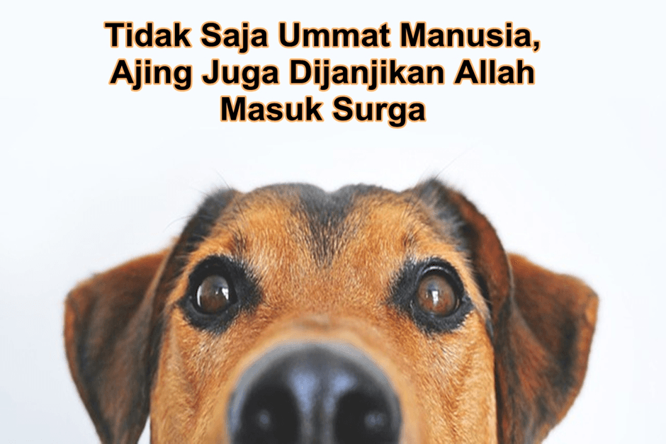 Selain Semut, Ini Daftar 10 Hewan Yang Dijanjikan Allah Masuk Surga, Termasuk Anjing