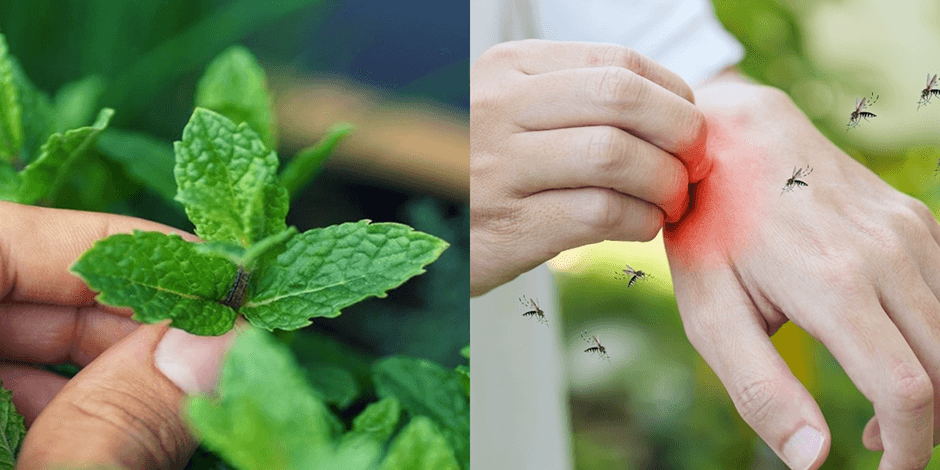 Tanaman Yang Dibenci Nyamuk Tetapi Disukai Manusia, Cocok Ditanam Didalam dan Didepan Rumah