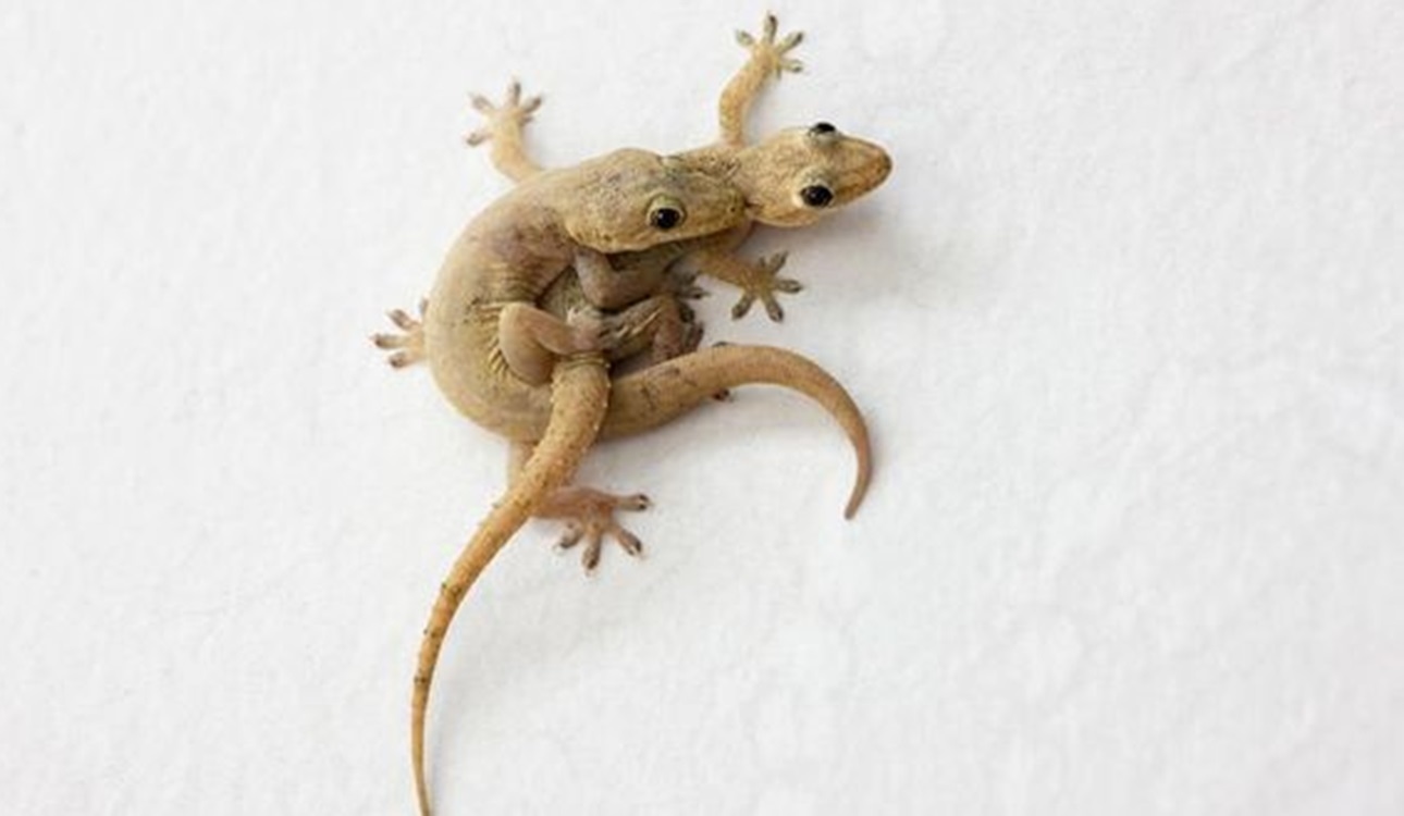 3 Cara Jitu Mengusir Cicak di Rumah Dari Bahan Warisan Leluhur Bangsa Indonesia